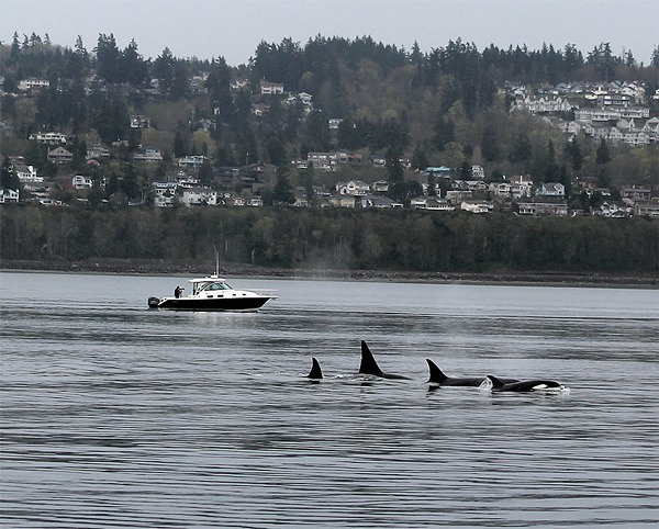 A pod of orcas swims in the waters near the Mukilteo Ferry Dock.