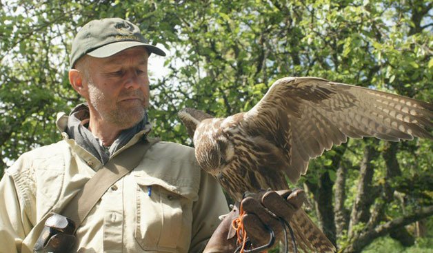 Steve Layman and his falcon will be in action during the Greenbank Farm’s Loganberry Festival that takes place July 27-28. He is one of three falconers demonstrating during the two-day festival.