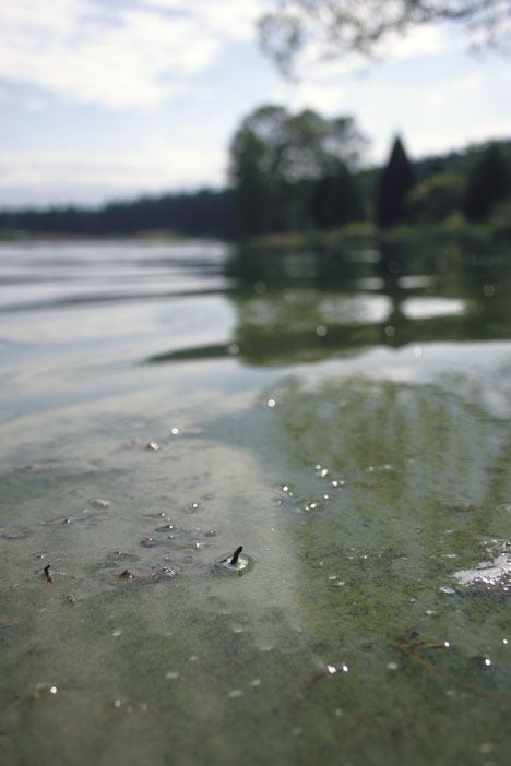 Lone Lake has been closed to swimming due to a growing algal bloom.