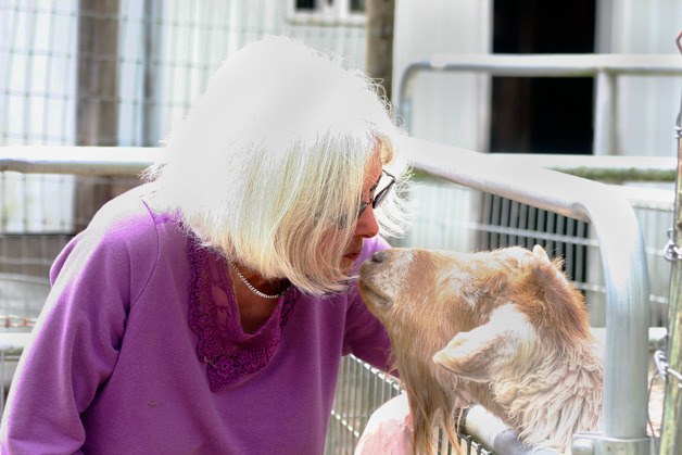 Mary Donaty gives one of her Pygora goats a smooch at Paradise Found Fiber Farm. Pygoras are just one of three animals from which Donaty  gathers fibers.