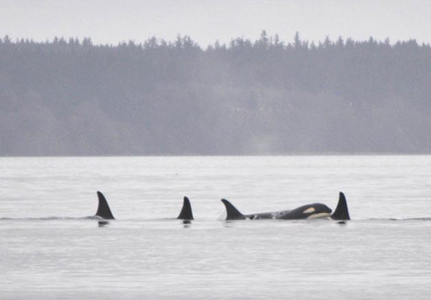 These orca whales were spotted off the Mukilteo waterfront this past Saturday afternoon.