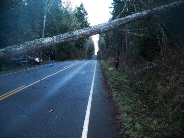 A man contemplates a large alder tree that fell across East Harbor Road in Freeland Thursday morning.