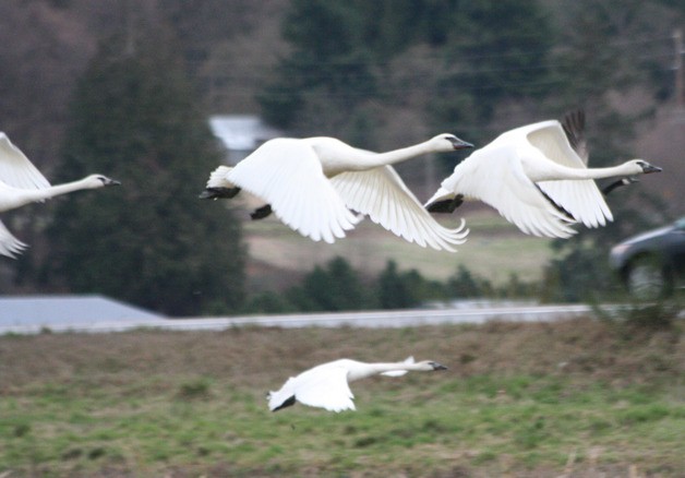 An estimated 120 trumpeter swans made themselves at home on North Whidbey this winter