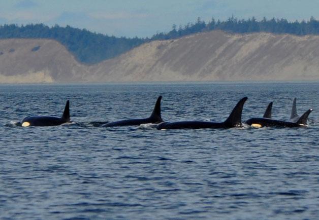 A pod of orcas cruises by Ebey’s Landing on Oct. 1