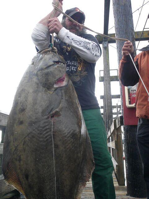 Brian Punch of Oak Harbor hoists a 103-pound halibut.
