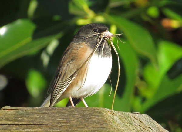 A male dark-eyed junco gathers materials for a nest Jan. 2. The females of the species assemble the nests.