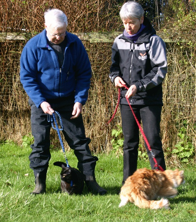 A 45-minute walk every day keeps cats like these