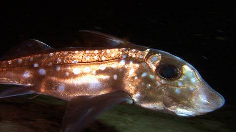 Florian Graner captures an up-close-and-personal look at a ratfish