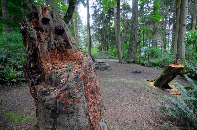 A rotting stump and a recently cut tree show some of the problems that led to the overnight camping closure of South Whidbey State Park earlier this year.