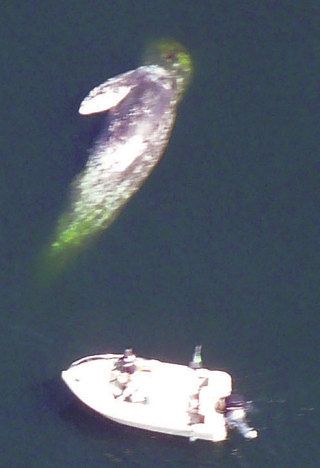 A dead gray whale more than 40 feet long is approached by a boat in Saratoga Passage northwest of Camano Island on Monday.