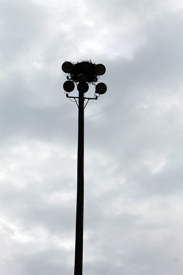 The osprey nest perched atop a light pole at Waterman’s Field at South Whidbey High School will be moved.