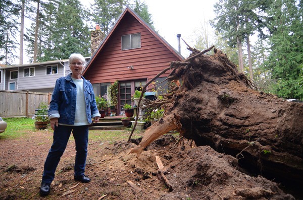 Sanna Wind Way resident Arlene Crouch stands before the tree that toppled near her front door during Tuesday's windstorm. She wasn't scared