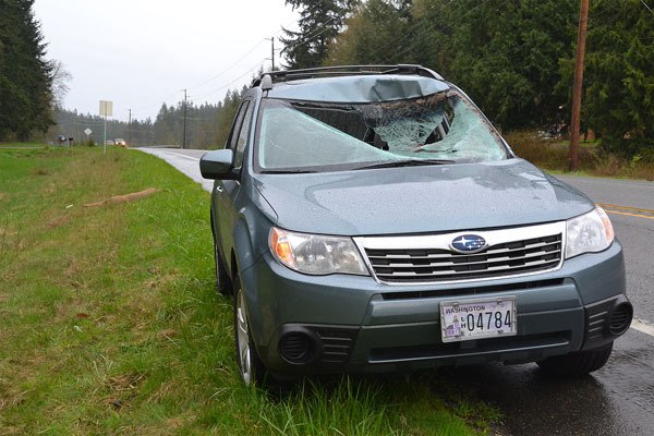 The driver of a Subaru in 2014 needed stitches when a deer hit his windshield. Vehicle/deer collisions are common on Whidbey Island