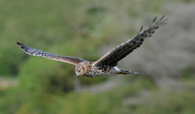 A female Northern harrier soars while searching for prey.