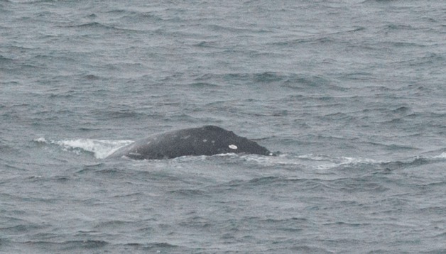This gray whale was seen off the coast of Whidbey Island recently.