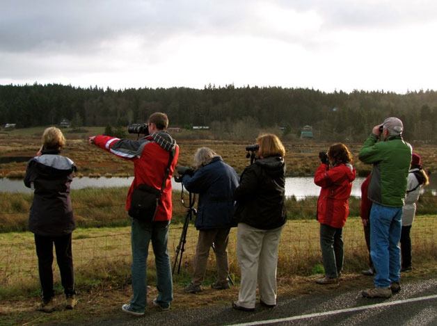 Whidbey Audubon members gather along Ewing Road during the annual Christmas Bird Count.