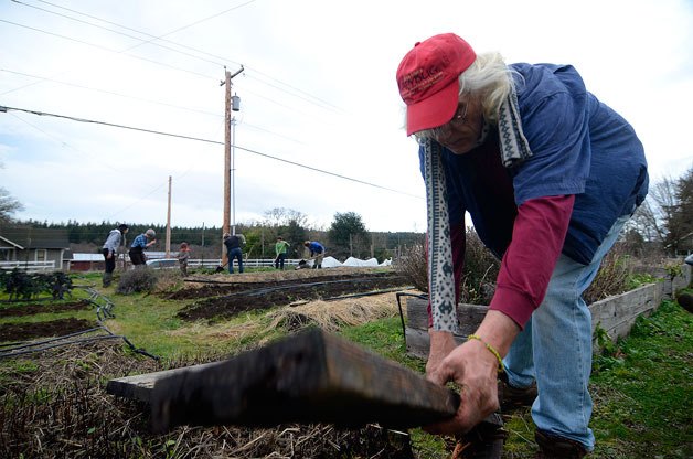 Pete Little was one of a host of volunteer gardeners at the Good Cheer Food Bank’s garden in Bayview on Martin Luther King Jr. Day.