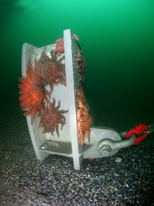 Sea stars cling to an anchor in the water off South Whidbey Harbor at Langley. These appear healthy
