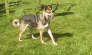 Richard Rain would really like to find his dog