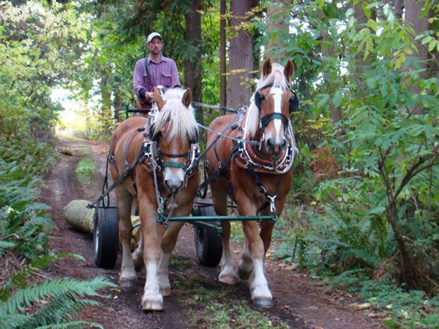 Draftworks Horse Logging will give a demonstration with a two-horse team at a free forestry workshop in Greenbank.
