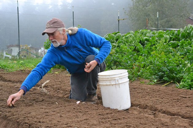 Chris Korrow plants garlic for the upcoming season. Along with working on his crops