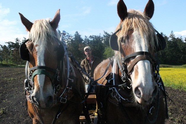 Freeland resident Greg Lange seeds a field in Central Whidbey Tuesday with his American Belgian draft horses