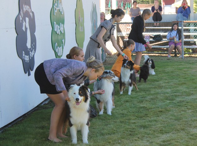 A handful of canines and their handlers are put through their paces during the Whidbey Island Area Fair’s 4-H dog showmanship competition.