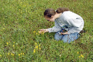 Rebecca Applegate enjoys the golden paintbrush flowers currently blooming at the Naas Natural Area Preserve.