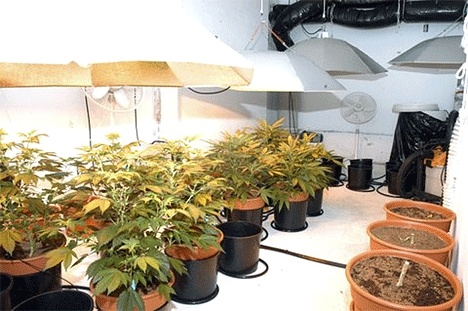 Deputies found a marijuana growing operation in a Clinton home on Tuesday.  A man in his 30s was arrested