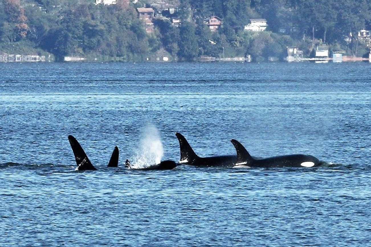 Bonnie Gretz photo                                Southern Resident orcas (J and K pods) swim through Saratoga Passage on Oct. 11 just offshore of Langley.