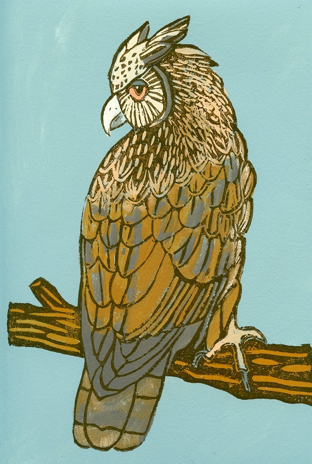'Dusky Eagle Owl' by Meredith MacLeod.