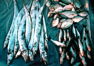 Photographer Christopher Saxman’s “Fish Market” shows one subject he likes to shoot in his travels around the world.