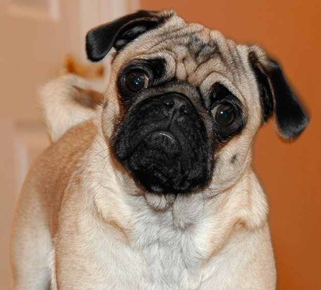 Maggie Mae the pug hopes to be the next Mayor of Whidbey and a help to the Big Brothers Big Sisters of Island County.