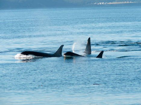 Orca whales swim close to shore at Bush Point this past Saturday afternoon
