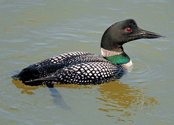 A common loon swims along looking not too common at all.