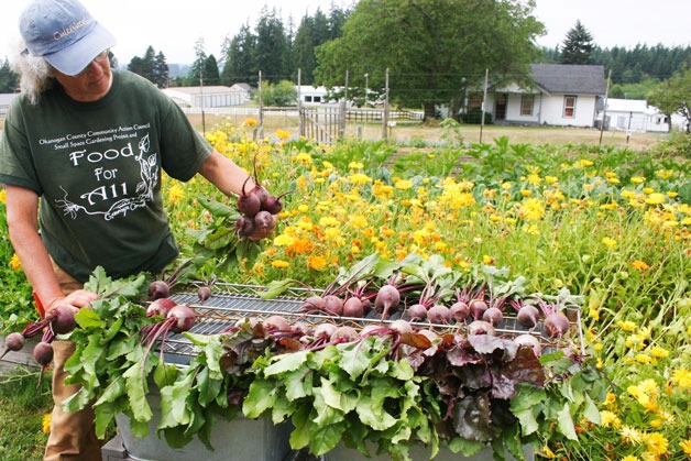 Cary Peterson gathers fresh beets from the Good Cheer Food Bank garden last summer.
