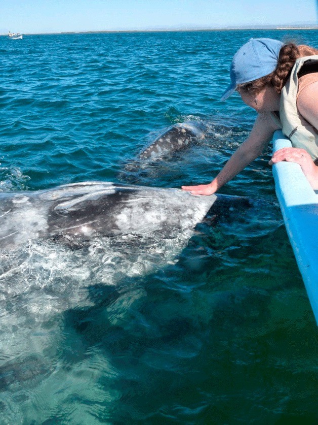 The Orca Network’s Susan Berta touches the top of a gray whale in San Ignacio Lagoon