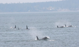 A subgroup of Southern Resident orcas heading north past Bush Point on Whidbey Island’s west side on Sept. 30.