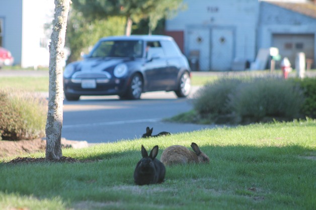A few rabbits munch on grass at St. Hubert Catholic Church in Langley in September. How three public agencies should respond to the population is still being discussed by the City of Langley