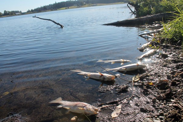 Dead rainbow trout line the Lone Lake shores. State officials say roughly 1