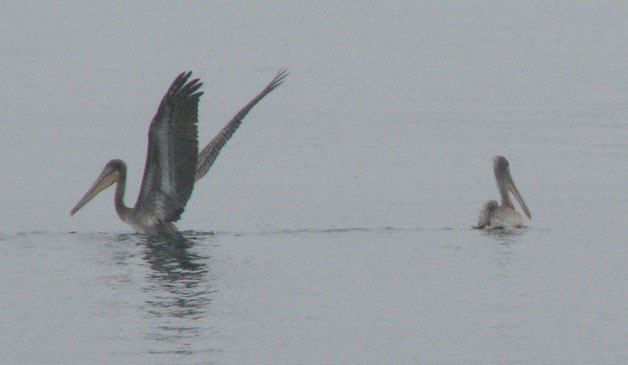 Pelicans rest in the water around Whidbey Island.