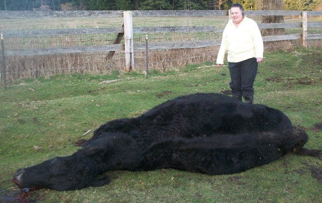 Diane Schneider stands over her dead cow