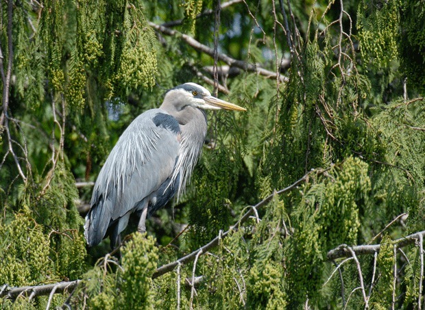 A great blue heron sits perched in a tree. Populations of the large birds appear to be increasing