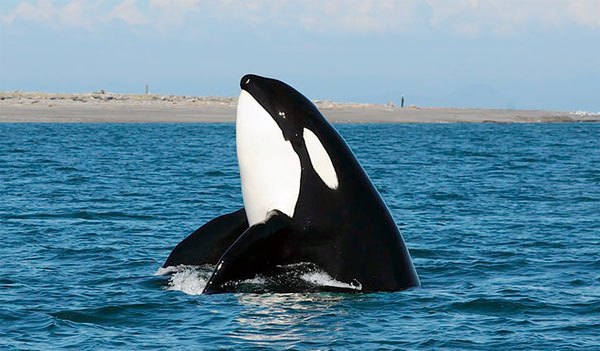 A transient orca peeks its head out of the water at Dungeness Spit on the Strait of Juan de Fuca. Orca researchers are alarmed over the absence of two of the three South Resident orca pods.