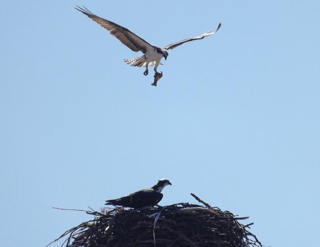 An osprey with a fish in its talon prepares to land on its nest. A nest similar to this was recently removed from a power pole south of Greenbank