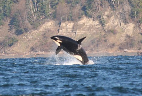 An orca puts on a show this winter for Jill Hein’s camera off Mutiny Bay on Whidbey Island’s west side.
