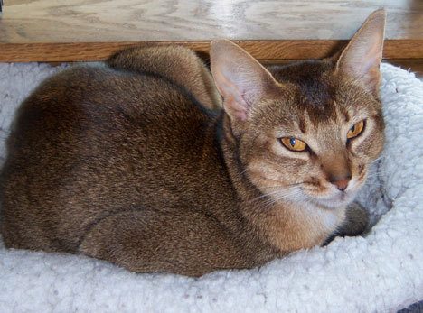Sunny the Abyssinian cat relaxes at home. She is recovering from being shot with a pellet.