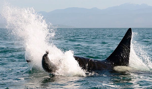 After a dry spell of appearances