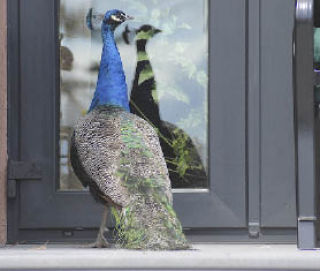 A young peacock explores  a Greenbank home. While his unwilling hosts like his  plumage