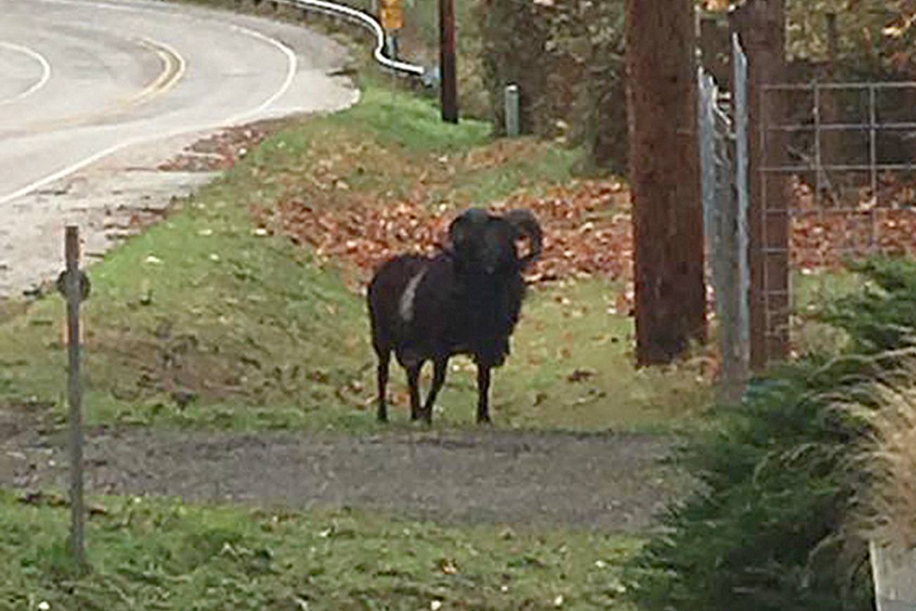 Loose ram spotted in Freeland